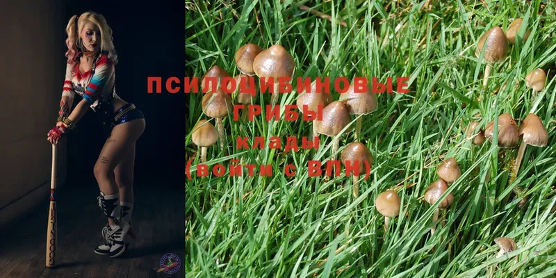 Псилоцибиновые грибы Psilocybe  продажа наркотиков  Барнаул 